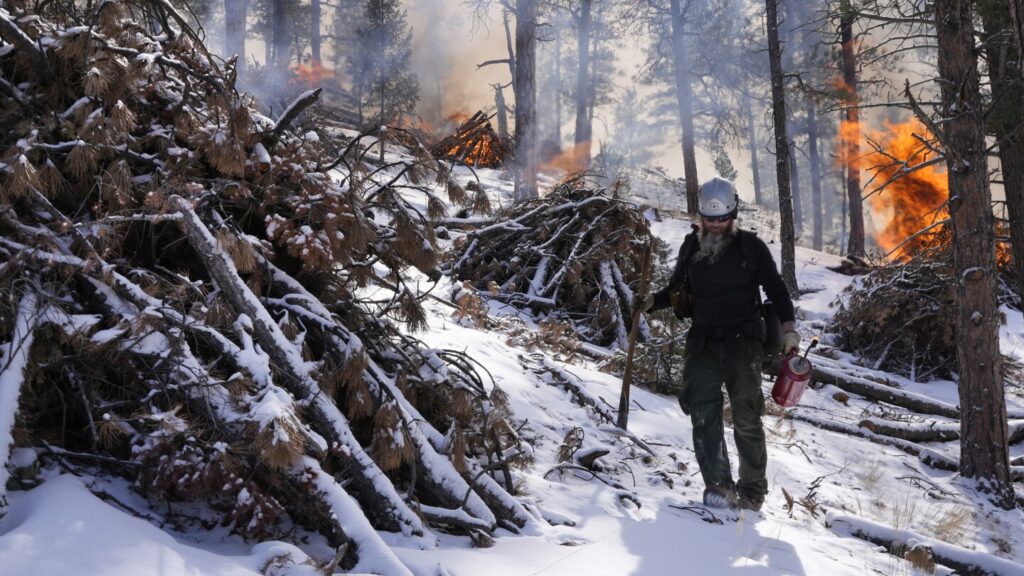 Trump wants states to clean up forests to stop wildfires. But his administration cut off funds