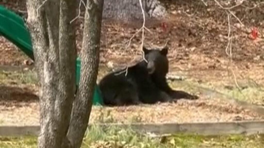 Curious bear takes ride on slide in Connecticut