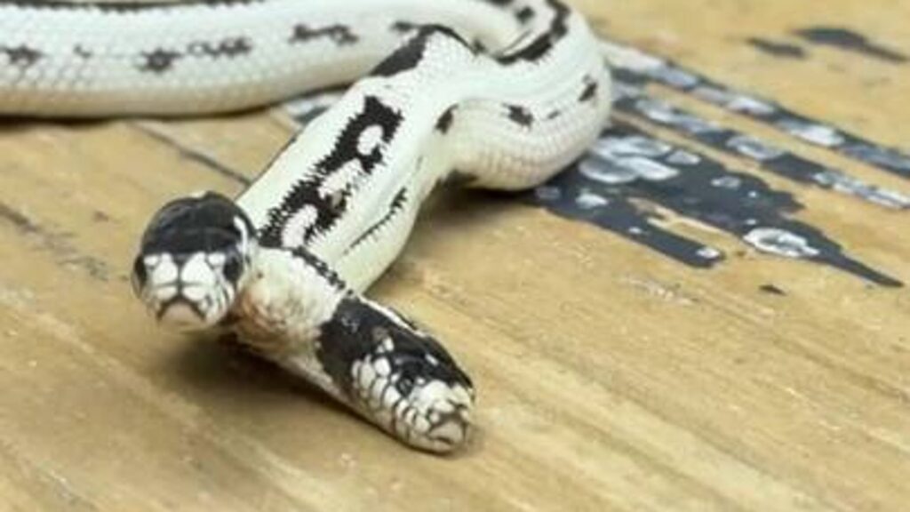 A rare two-headed snake has been hatched in Berkeley, California