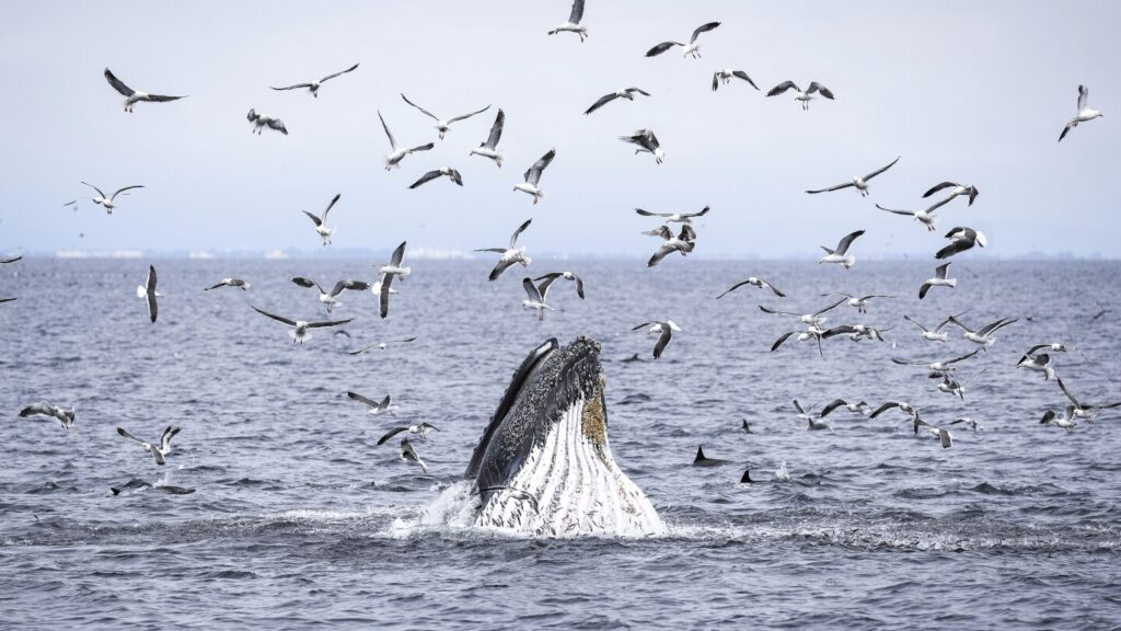 As Trump pares back ocean protections, California weighs expanding them