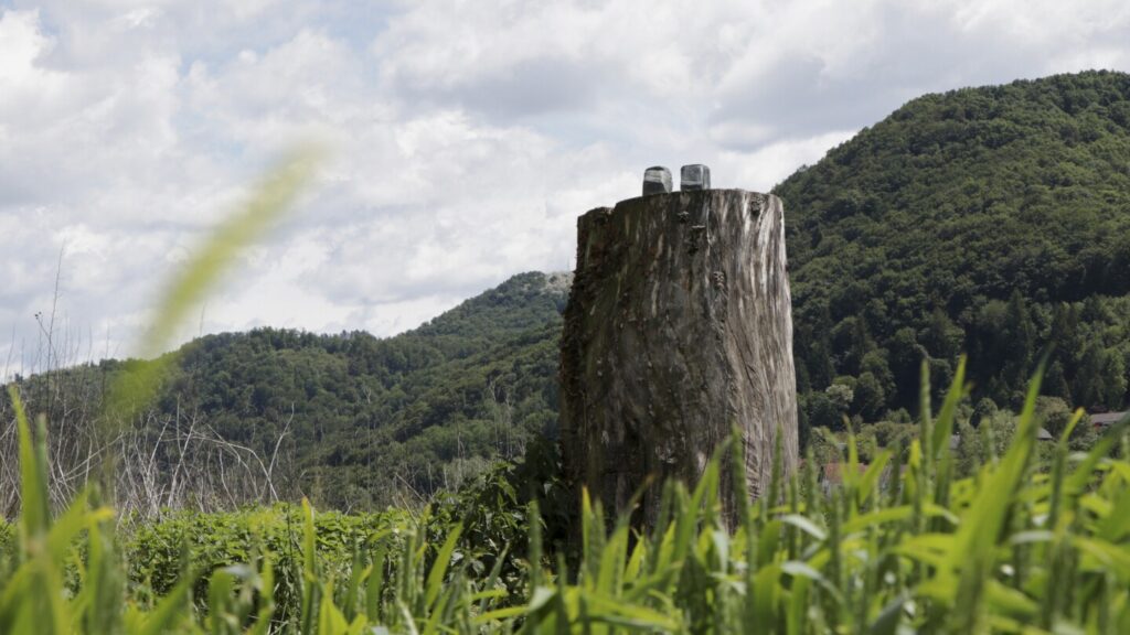 Police investigate disappearance of Melania Trump’s statue in her native Slovenia