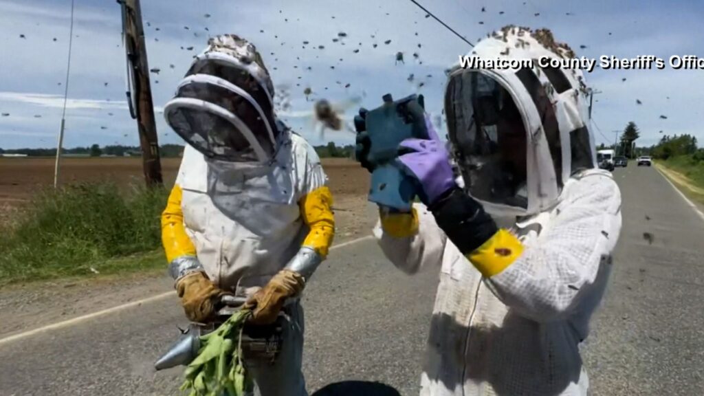 Millions of bees on the loose as truck carrying bee hives overturns in Washington