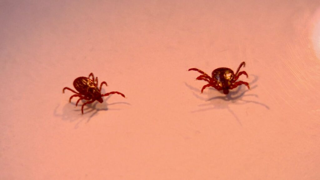 As recorded cases of Lyme disease rise, so do hopes for a vaccine