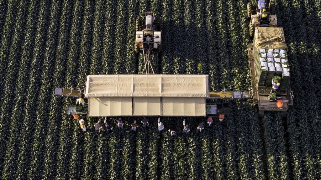 After early reprieve from immigration enforcement, farming industry reckons with raids